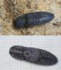 Lacon punctatus